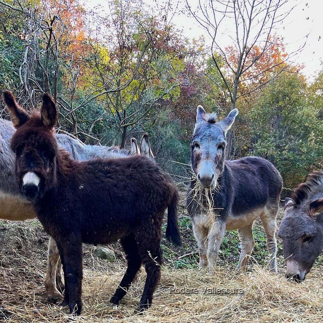 Donkeys at Podere Vallescura