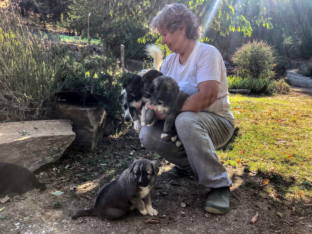 Simona Stacchezzini with puppies