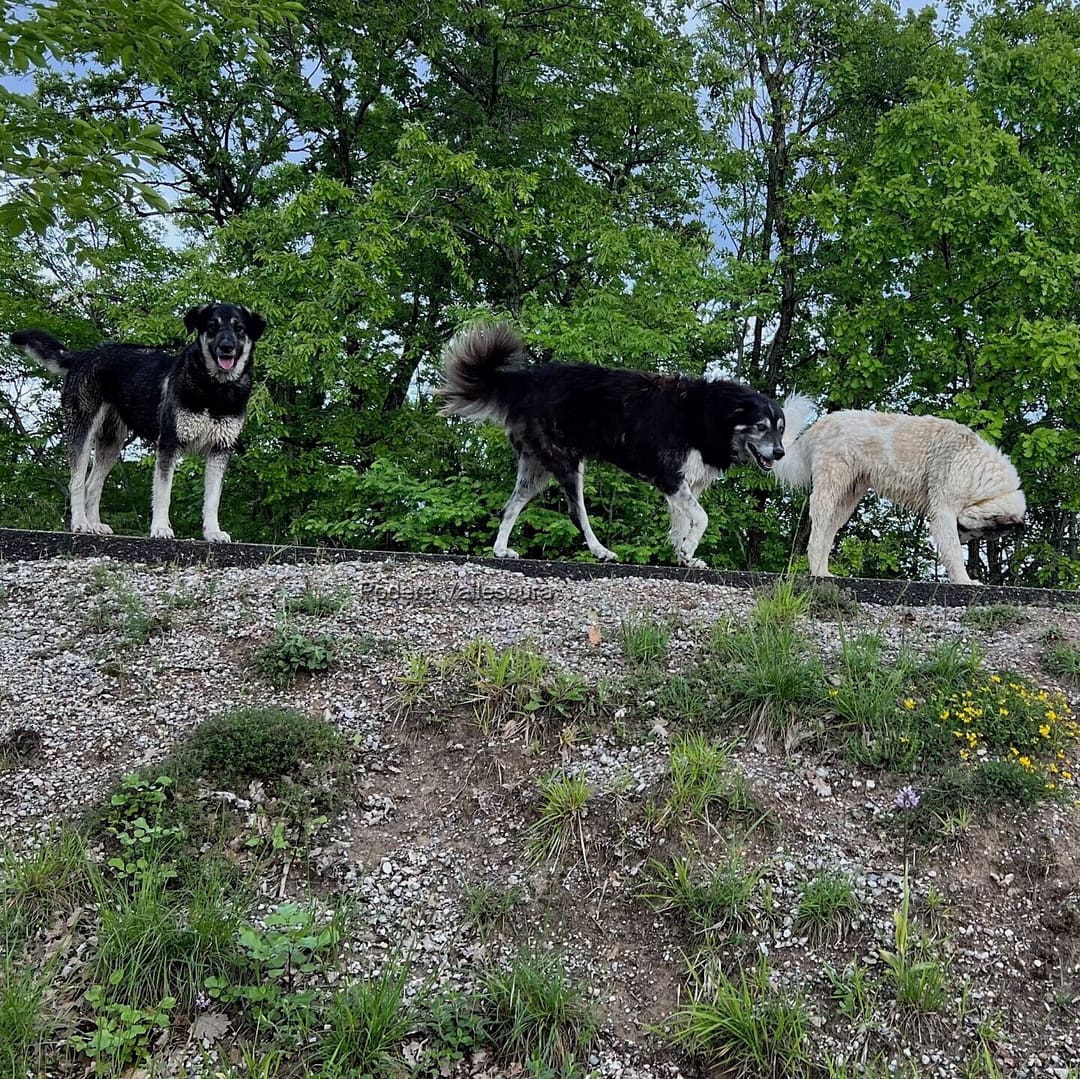 Dogs at Podere Vallescura