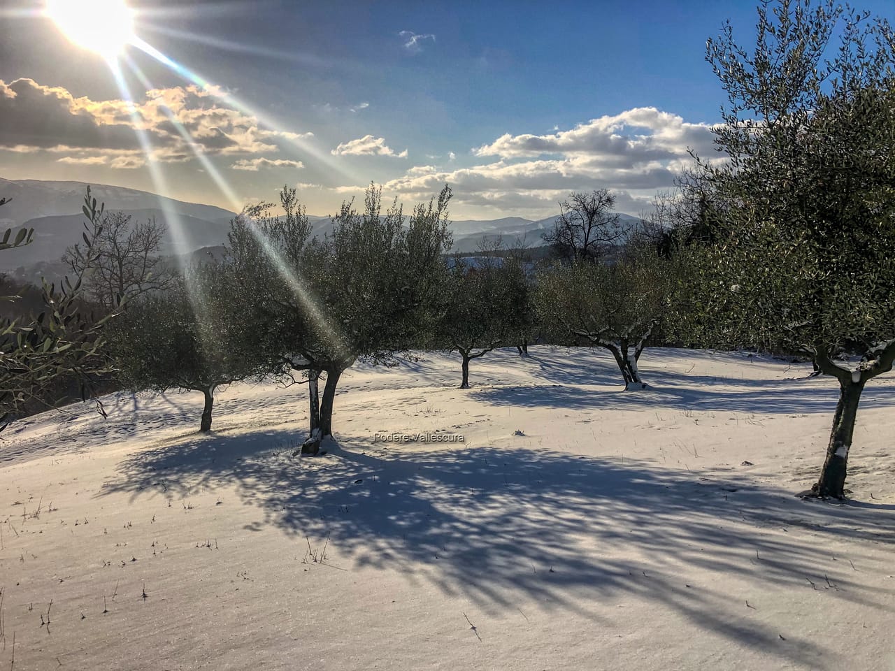 Podere Vallescura Olives in snow