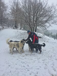 Simone Santuari and some of his dogs at Podere Vallescura